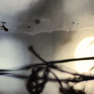 A Tiny Feast A Tiny Feast