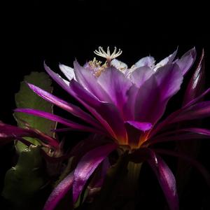 Cactus Orchid Cactus Orchid
