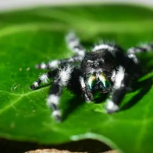 Big Eyed Spider Big Eyed Spider