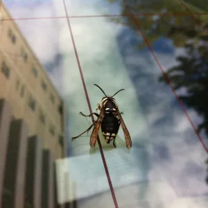 Seeing the City Seeing the City