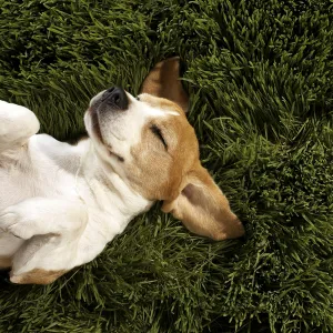 Playful puppy Playful puppy