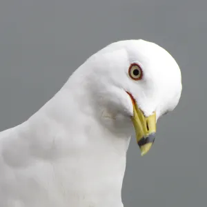 Ring Billed Gull Ring Billed Gull