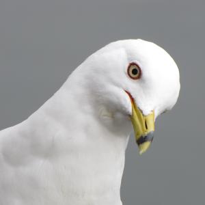 Ring Billed Gull Ring Billed Gull