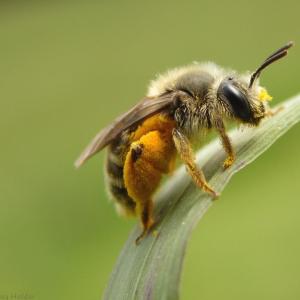 Very Busy Bee Very Busy Bee
