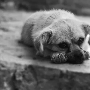 Homeless Puppy Homeless Puppy