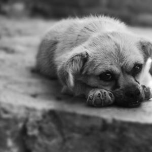 Homeless Puppy Homeless Puppy