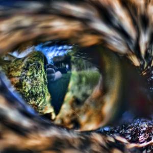 Cat's Eye Cat's Eye