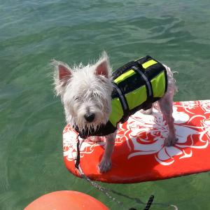 Finnegan (surfing Fl Bay) Finnegan (surfing Fl Bay)