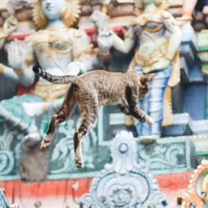 Feline Powers Feline Powers