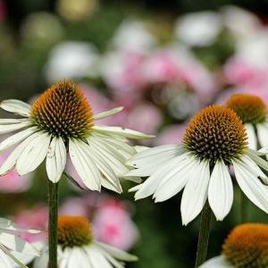 Coneflowers Coneflowers