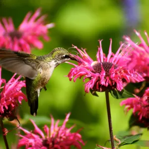 Beauty and Bee Balm Beauty and Bee Balm