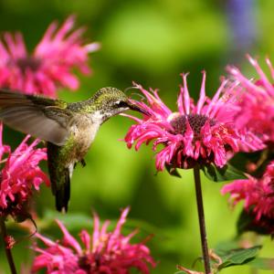 Beauty and Bee Balm Beauty and Bee Balm