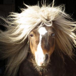American Pony American Pony