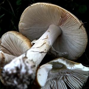 The Magic Mushrooms The Magic Mushrooms