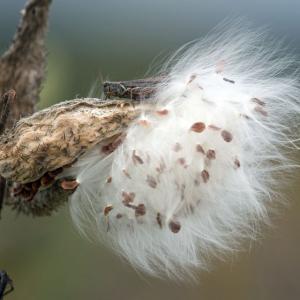 Hidden in the Milkweed Hidden in the Milkweed