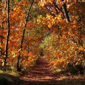 colorfall colorfall