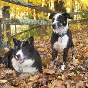 Paw Fall Colors Paw Fall Colors