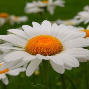 Flower Flower