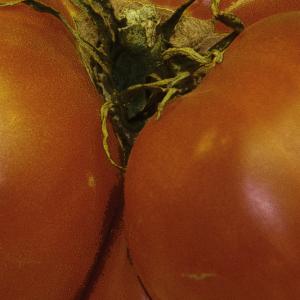 Red Tomato Red Tomato