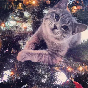 Loving My First Christmas Loving My First Christmas