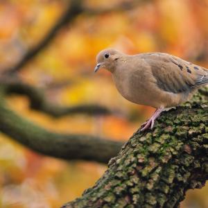 Morning Dove Morning Dove