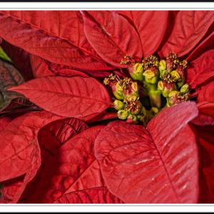 poinsettias poinsettias