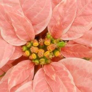 Peachy Pink Poinsettia Peachy Pink Poinsettia