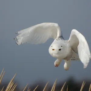 Snowy Owl Snowy Owl