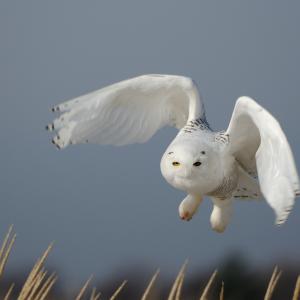 Snowy Owl Snowy Owl