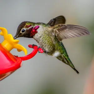 Hummingbird Hummingbird