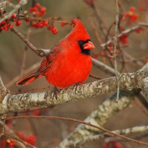Red Red