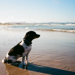 The Loyalty of a Dog The Loyalty of a Dog