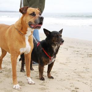 Their First Beach Walk Their First Beach Walk