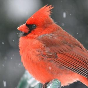 Winter Red Winter Red