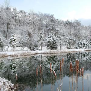 The Last Snow The Last Snow
