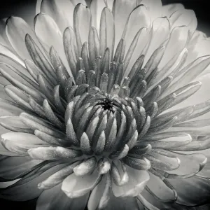 Beauty of Black and White Beauty of Black and White