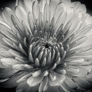 Beauty of Black and White Beauty of Black and White