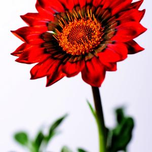 Gazania Gazania