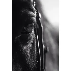 Black and White Beauty  Black and White Beauty