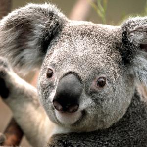 koala koala