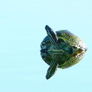 Big pond. Small turtle. Big pond. Small turtle.