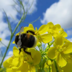 Desert Rose Desert Rose