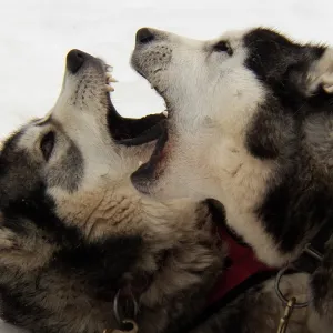 Playful Husky Playful Husky
