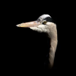 Proud heron Proud heron