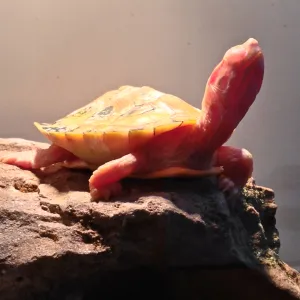 Pink Turtle Pink Turtle