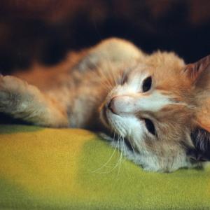 Mirada Felina Mirada Felina