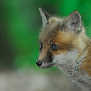 Fox Kit Fox Kit
