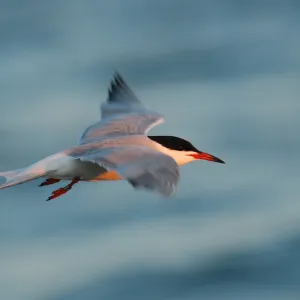 Tern at sunset Tern at sunset