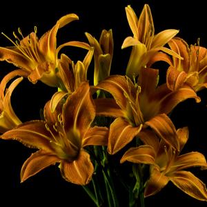 Day Lilies II Day Lilies II