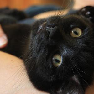 Mitou the kitten Mitou the kitten